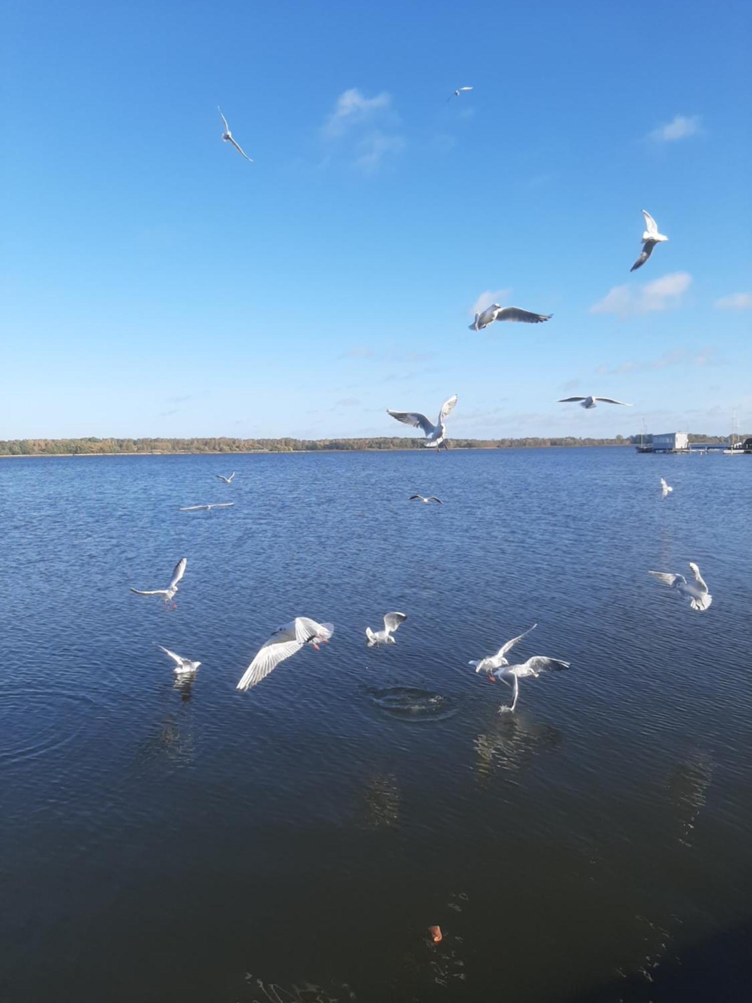 Hotel Perle Am Bodden Ribnitz-Damgarten Eksteriør billede